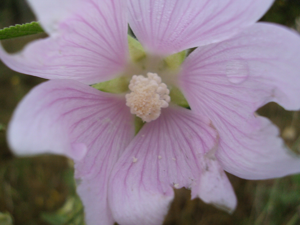 Ślazówka turyngska (Lavatera thuringiaca)