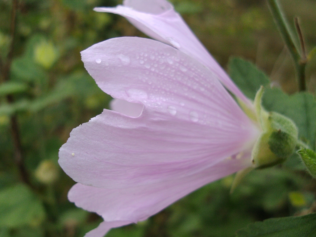 Ślaz zygmarek (Malva alcea)