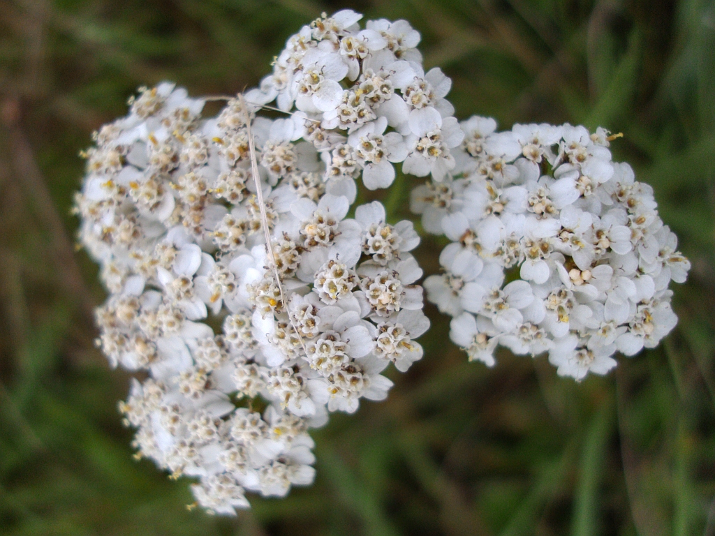Krwawnik pospolity (Achillea millefolium L.)