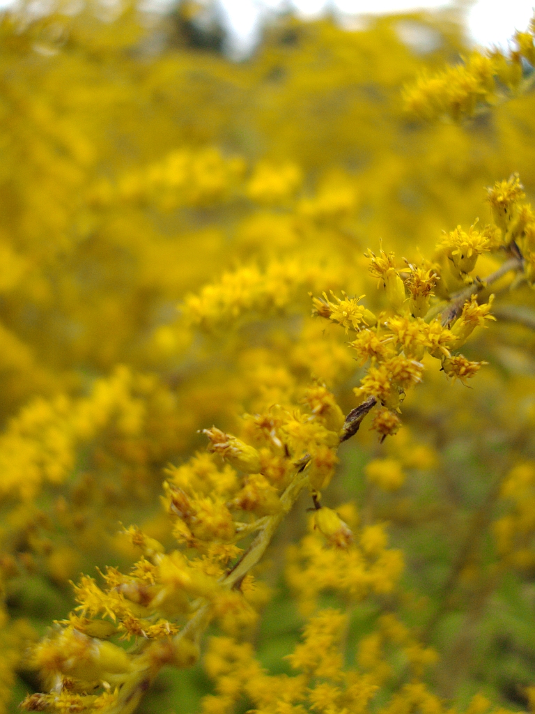 Nawłoć kanadyjska (Solidago canadensis)