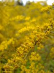 Nawłoć kanadyjska (Solidago canadensis)