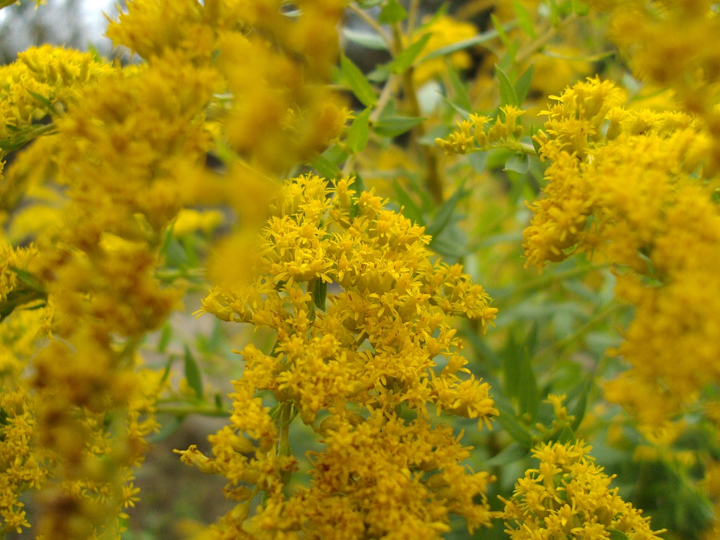 Nawłoć kanadyjska (Solidago canadensis)
