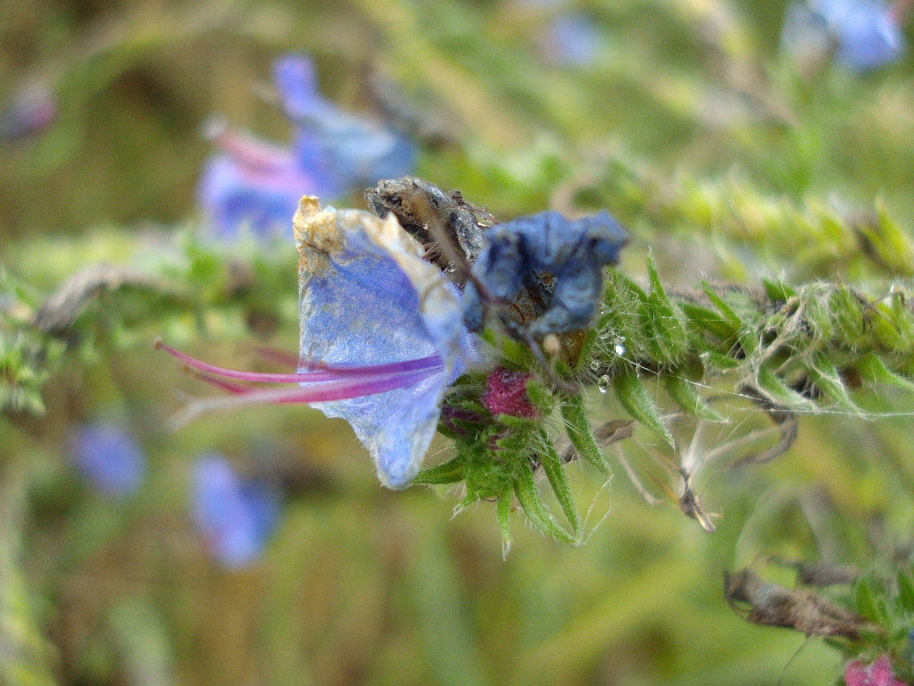 Żmijowiec zwyczajny (Echium vulgare)