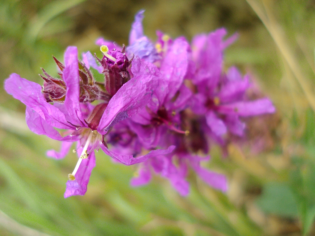 Krwawnica pospolita (Lythrum salicaria)