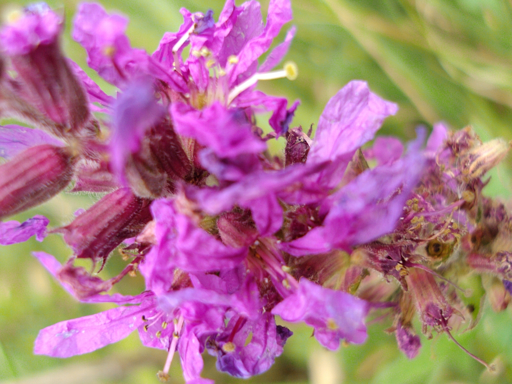 Krwawnica pospolita (Lythrum salicaria)