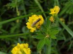 Lucerna sierpowata (Medicago falcata)