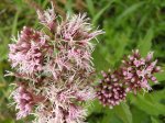 Sadziec konopiasty (Eupatorium cannabinum)