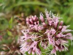 Sadziec konopiasty (Eupatorium cannabinum)