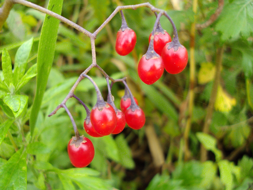 Psianka słodko-gorzka, słodkogórz (Solanum dulcamara)