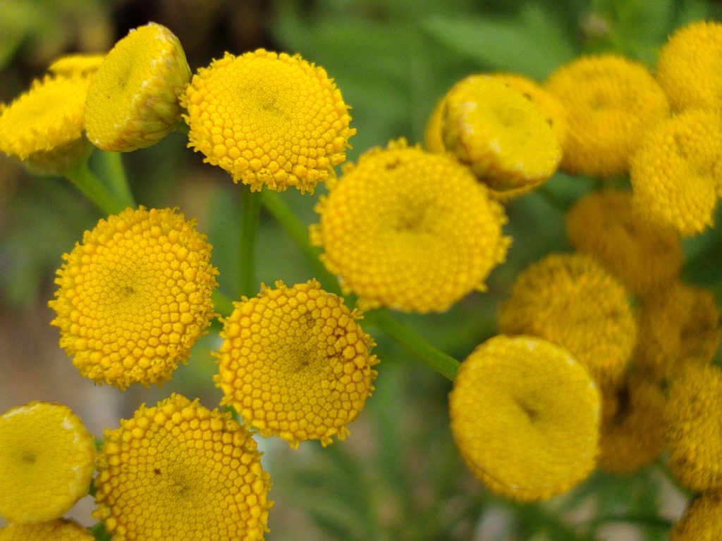Wrotycz Pospolity  (Tanacetum vulgare)