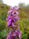 Krwawnica pospolita (Lythrum salicaria)