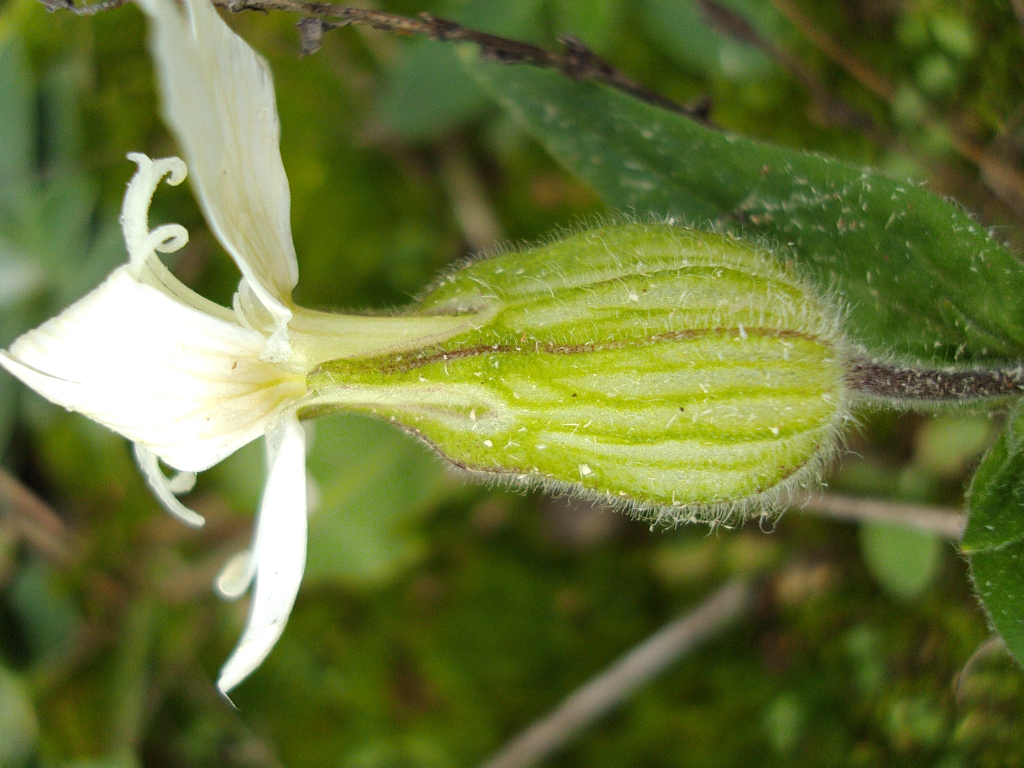 Bniec biały, lepnica biała (Melandrium album (Mill.) Garcke)