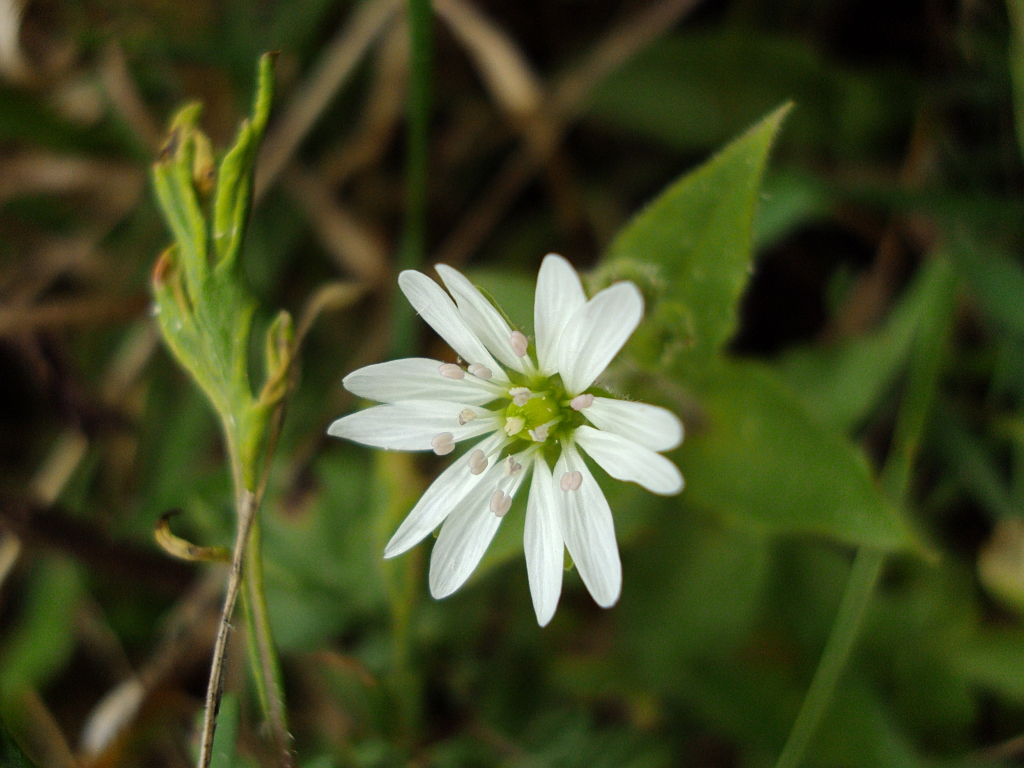 Gwiazdnica (Stellaria sp.)