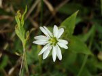 Gwiazdnica (Stellaria sp.)
