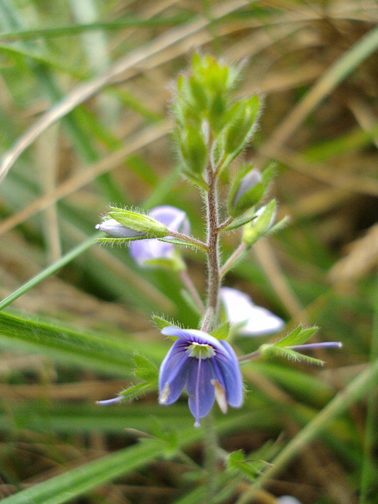 Przetacznik ożankowy (Veronica chamaedrys L.)