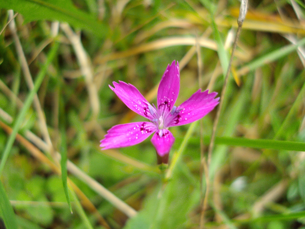 Goździk kartuzek (Dianthus carthusianorum)