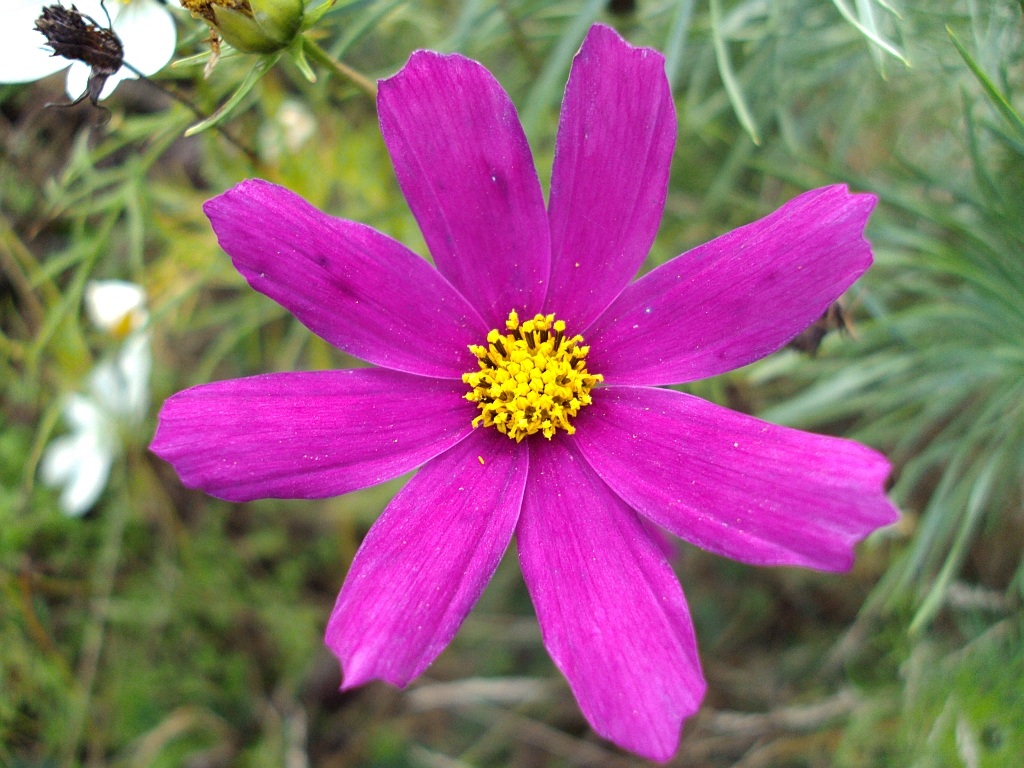 Kosmos (kwiat z rodziny złożonych Compositae)