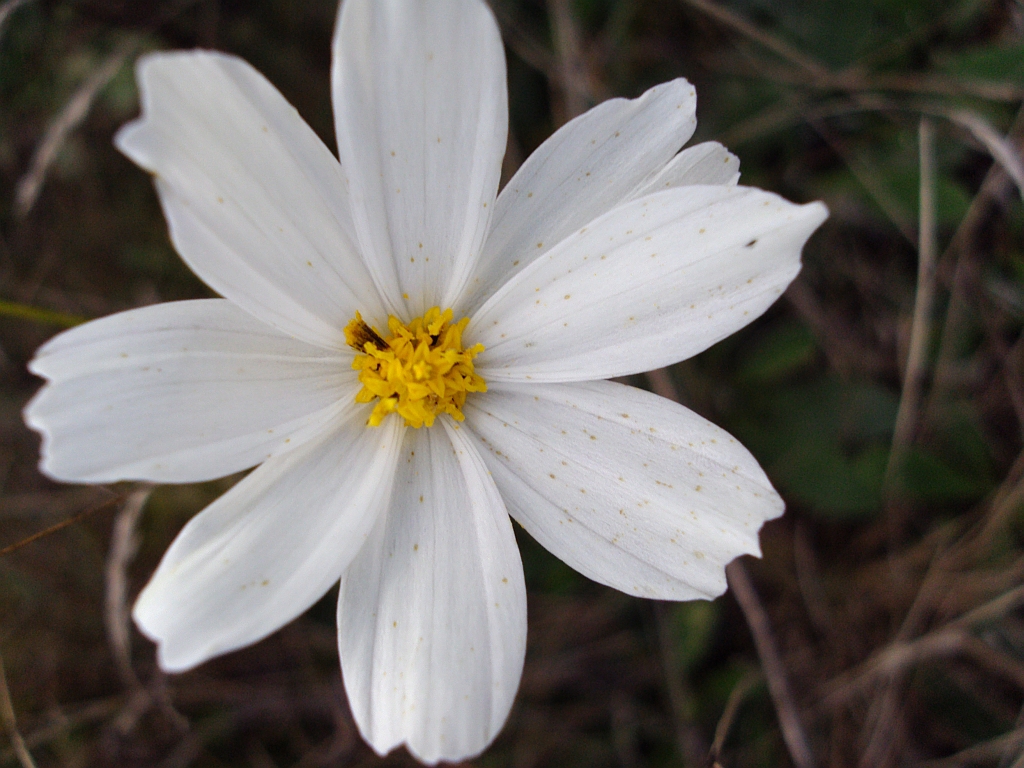 Kosmos  (kwiat z rodziny złożonych Compositae)