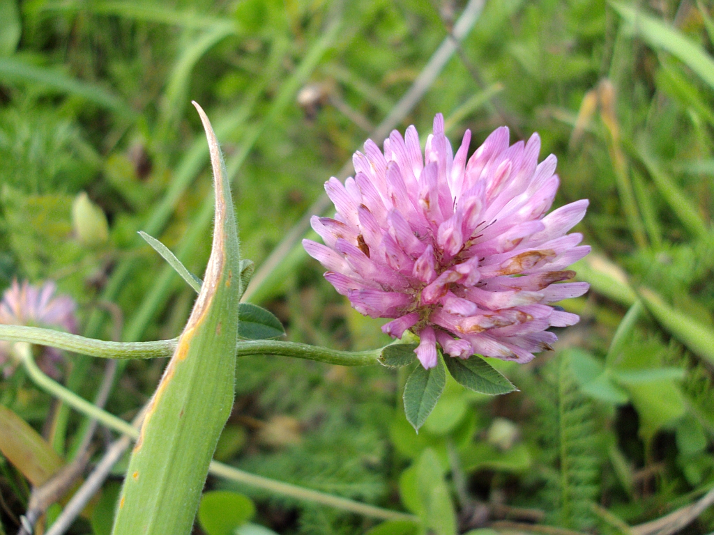Koniczyna (Trifolium L.)