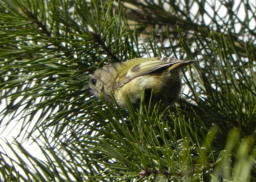 Mysikrólik zwyczajny (Regulus regulus)