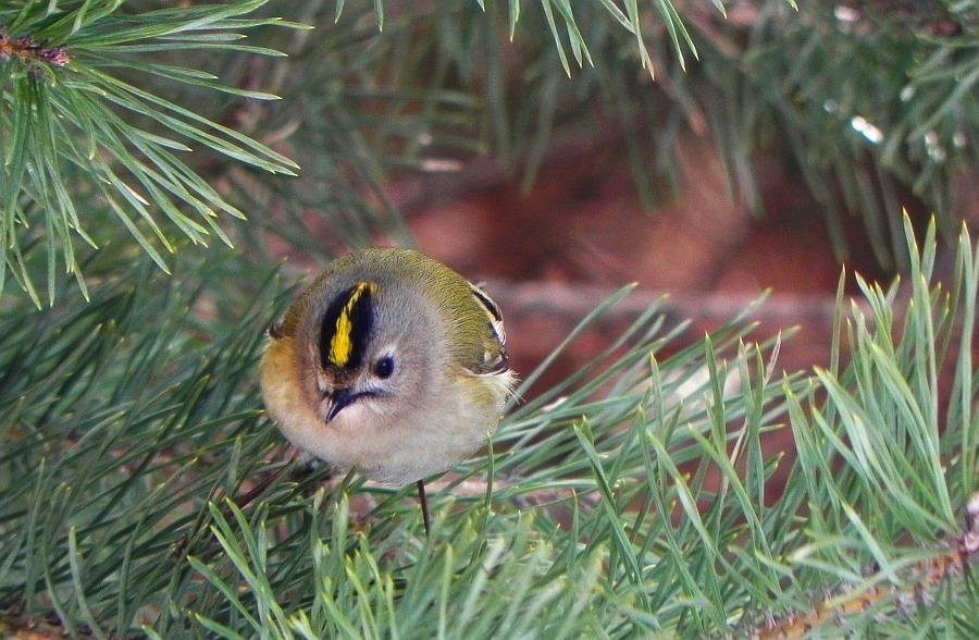 Mysikrólik zwyczajny (Regulus regulus)