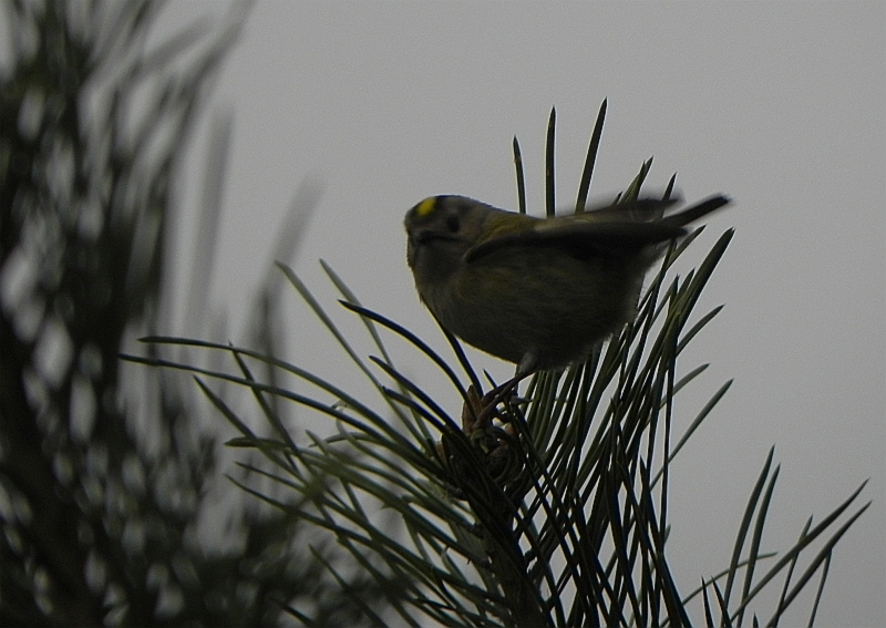 Mysikrólik zwyczajny (Regulus regulus)