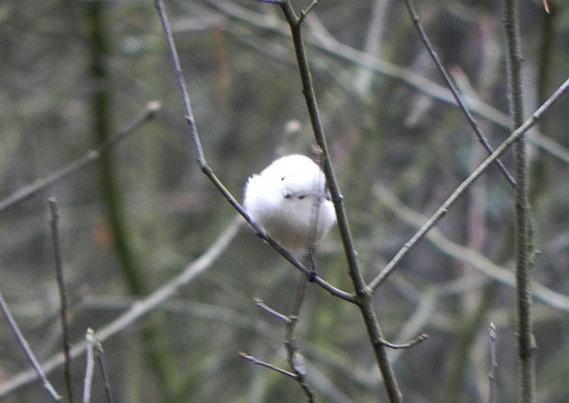 Raniuszek zwyczajny, raniuszek (Aegithalos caudatus)