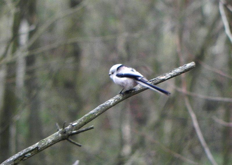 Raniuszek zwyczajny, raniuszek (Aegithalos caudatus)