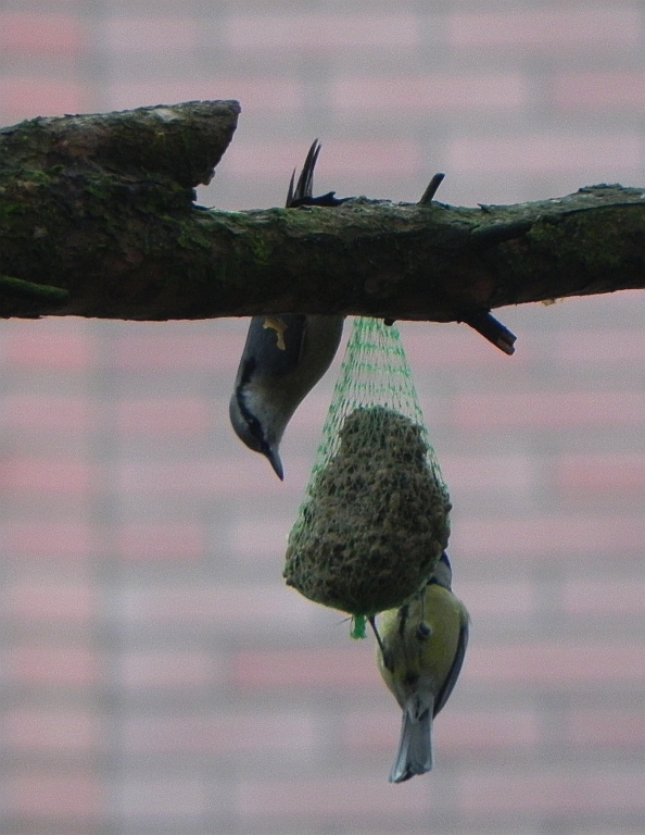 Bogatka zwyczajna (Parus major) i Kowalik, kowalik zwyczajny, bargiel (Sitta europaea)
