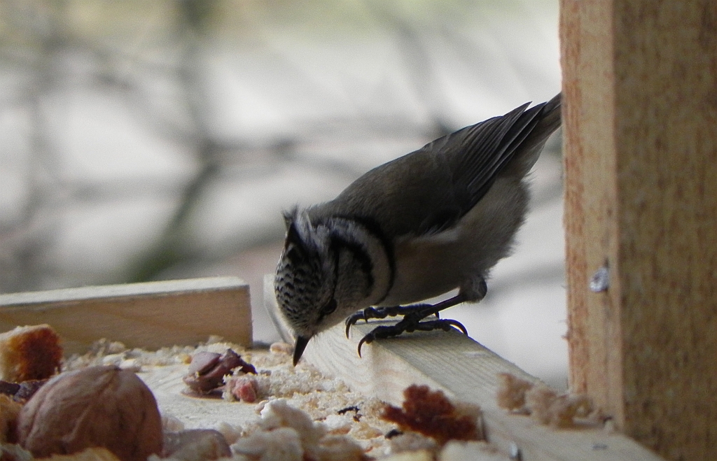 Sikora czubata (Lophophanes cristatus)