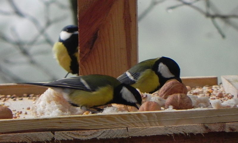Bogatka zwyczajna, bogatka, sikora bogatka (Parus major)