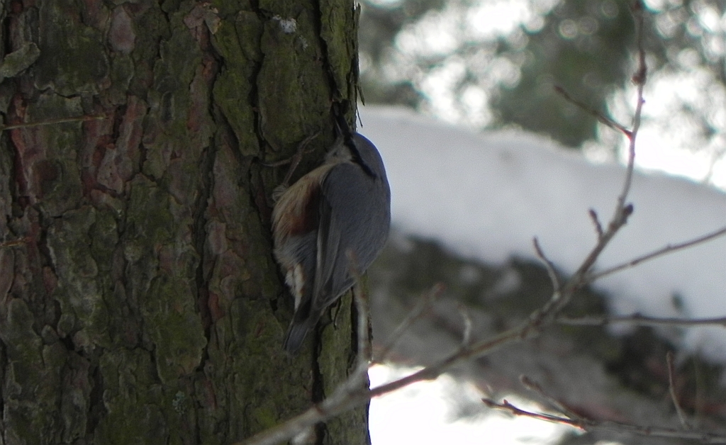 Kowalik, kowalik zwyczajny, bargiel (Sitta europaea)