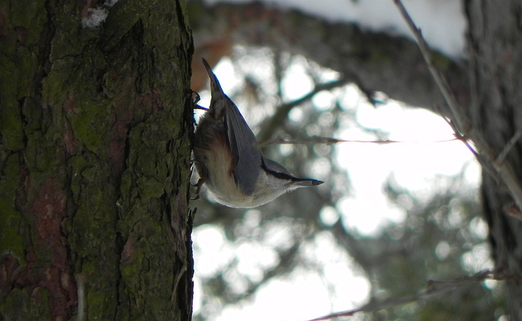 Kowalik, kowalik zwyczajny, bargiel (Sitta europaea)