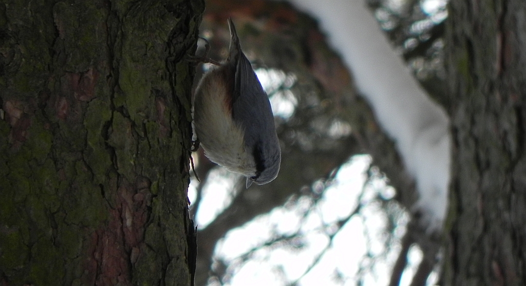 Kowalik, kowalik zwyczajny, bargiel (Sitta europaea)