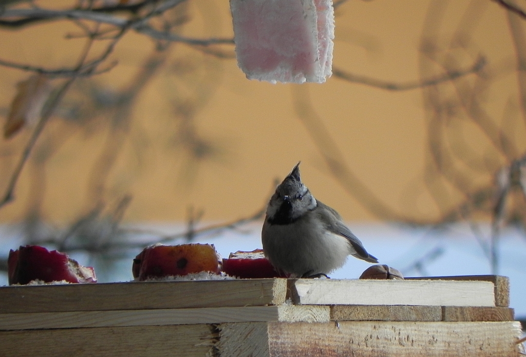 Czubatka europejska, czubatka, sikora czubatka, sikora czubata (Lophophanes cristatus)