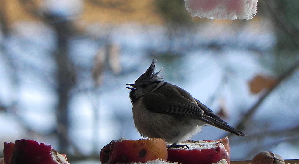 Czubatka europejska, czubatka, sikora czubatka, sikora czubata (Lophophanes cristatus)