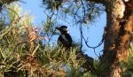 Dzięcioł duży (Dendrocopos major)