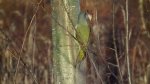 Dzięcioł zielonosiwy (Picus canus)