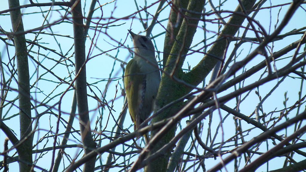 Dzięcioł zielonosiwy (Picus canus)