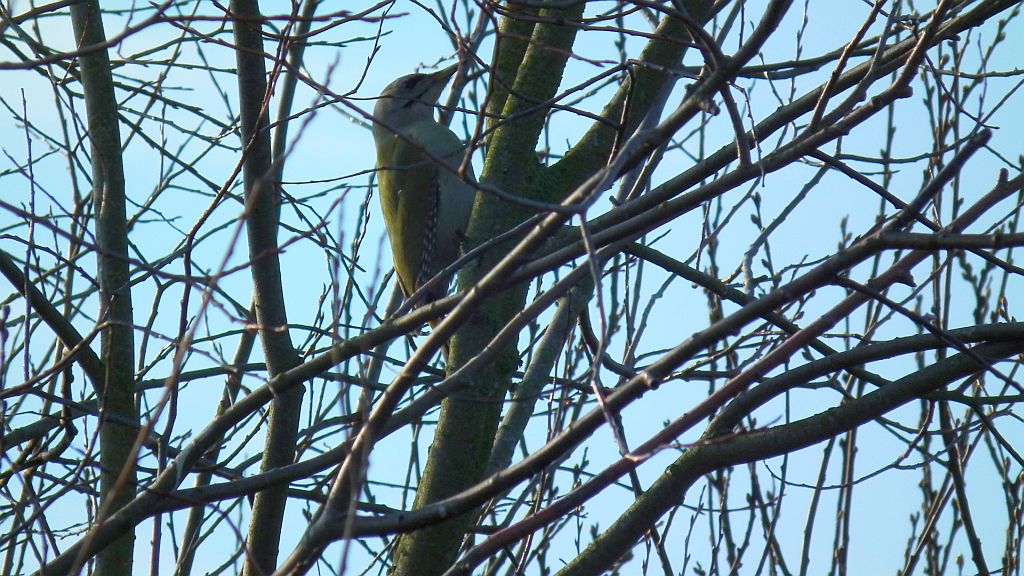 Dzięcioł zielonosiwy (Picus canus)