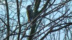 Dzięcioł zielonosiwy (Picus canus)