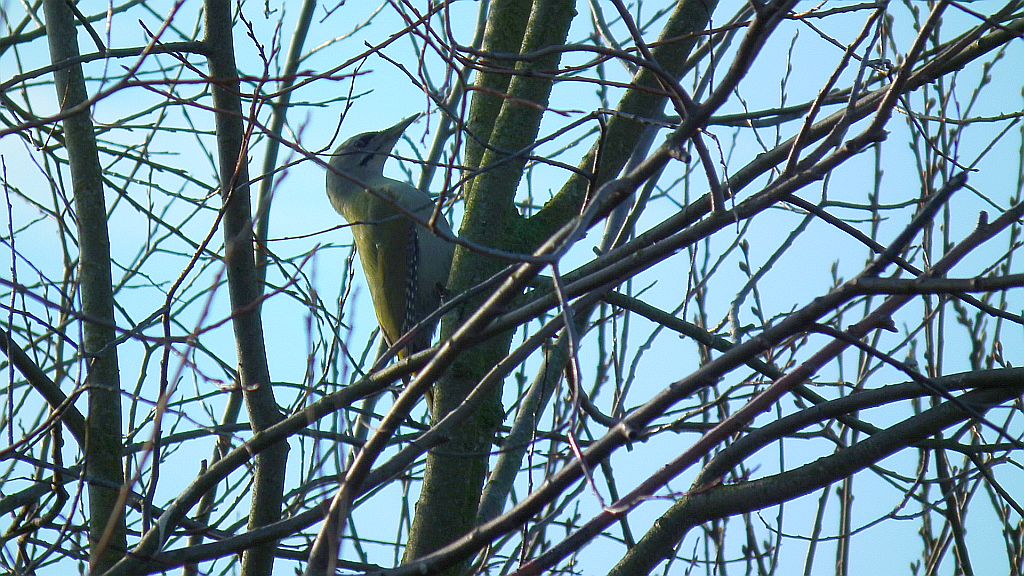 Dzięcioł zielonosiwy (Picus canus)