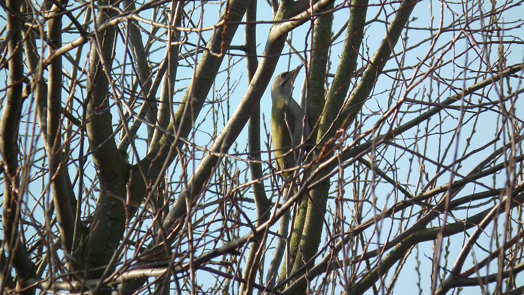 Dzięcioł zielonosiwy (Picus canus)