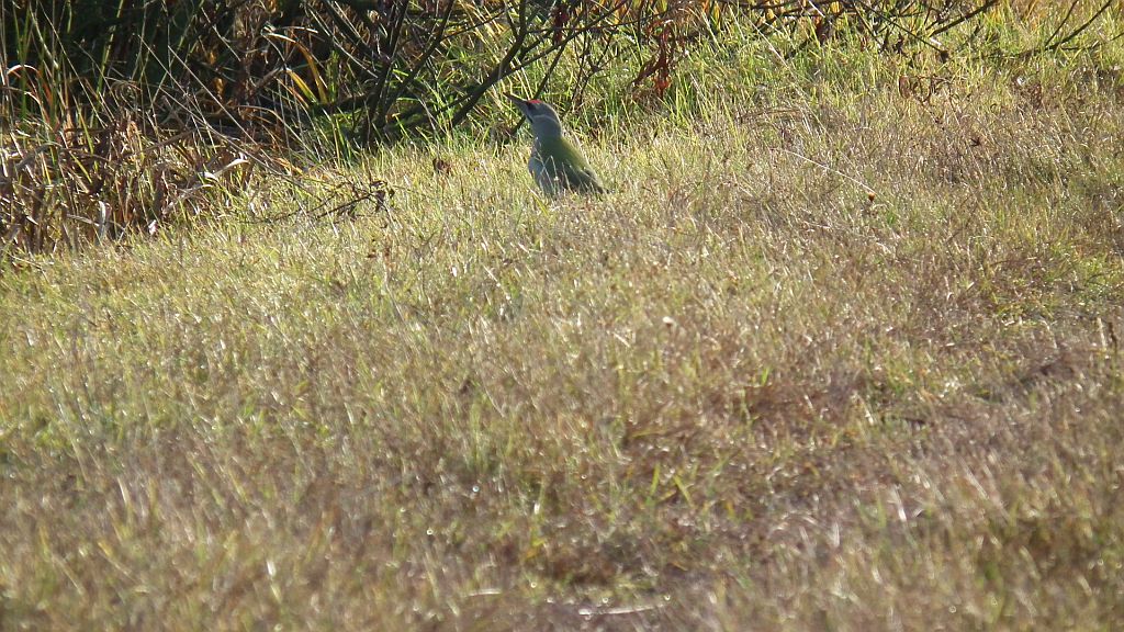 Dzięcioł zielonosiwy (Picus canus)
