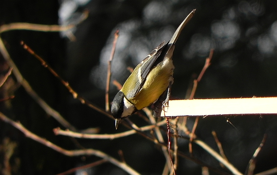 Bogatka, sikora bogatka (Parus major)