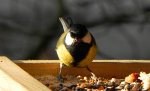 Bogatka, sikora bogatka (Parus major)