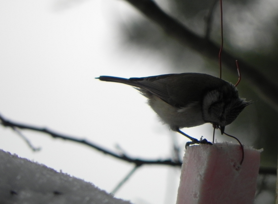Sikora czubata (Lophophanes cristatus)