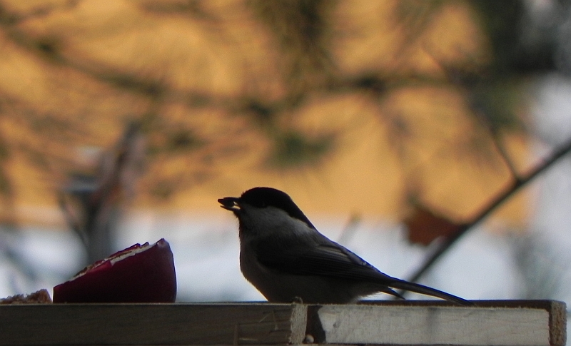 Sikora uboga, szarytka (Poecile palustris)