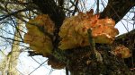 Żółciak siarkowy (Laetiporus sulphureus)