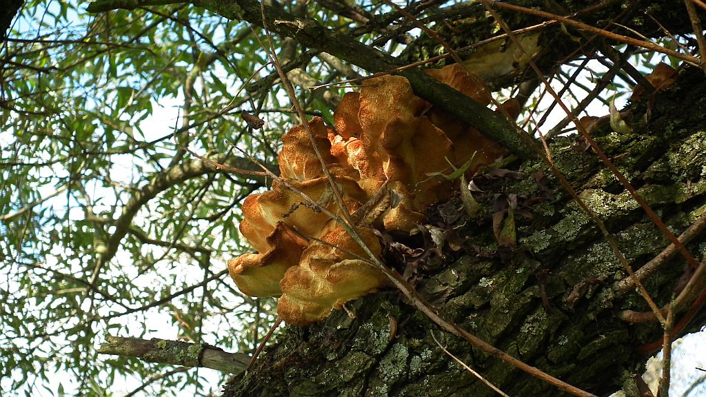 Żółciak siarkowy (Laetiporus sulphureus)